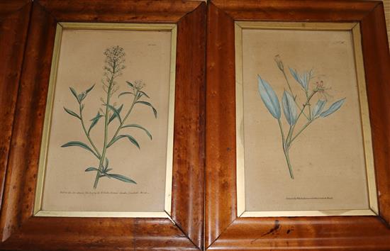 A set of four 18th Century maplewood frames containing W. Curtis Botanical engravings, 22cm x 13cm